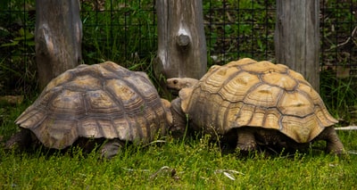 草地上的两只乌龟
